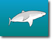 smalltoonshark.jpg (8393 bytes)